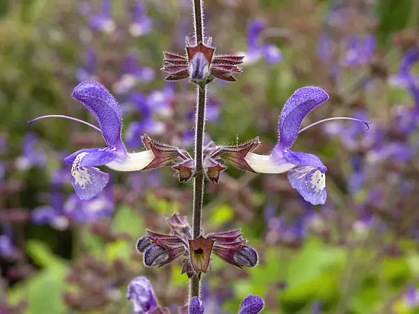 450037 - Indigo woodland sage (Salvia forskaohlei)