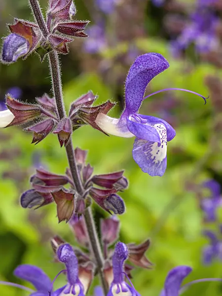 450038 - Indigo woodland sage (Salvia forskaohlei)