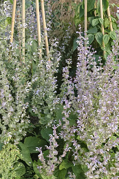 474232 - Indigo woodland sage (Salvia forskaohlei)