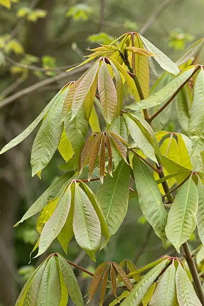 675004 - Indische Rosskastanie (Aesculus indica 'Sydney Pearce')