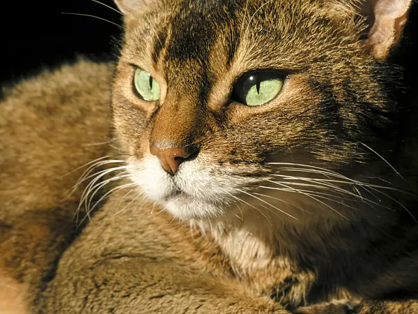 422012 - Interested looking Abyssinian cat cowering on a carpet in the sun