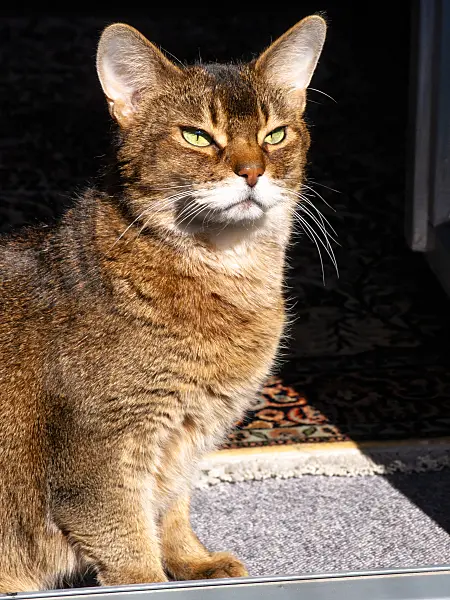 423012 - Interested looking Abyssinian cat sitting on a carpet in the sun