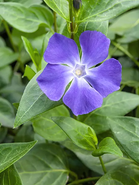 424026 - Intermediate periwinkle (Vinca difformis)