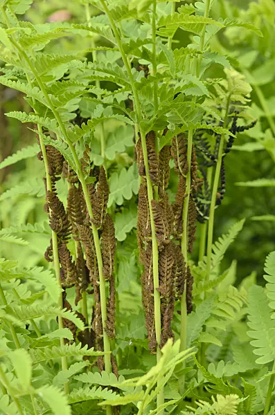 520202 - Interrupted fern (Osmunda claytoniana) with fertile fronds
