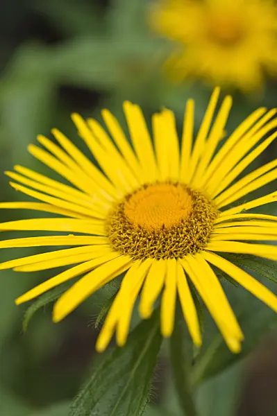 511241 - Inula barbata