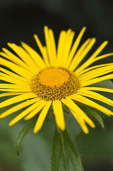 511242 - Inula barbata