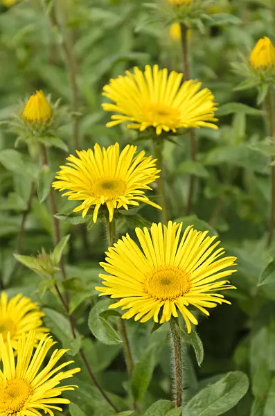 508534 - Inula hirta