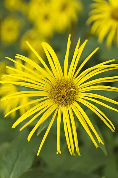 511247 - Inula hookeri