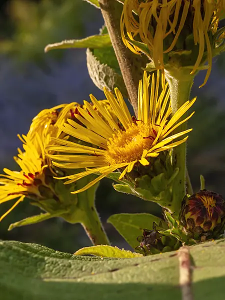 404024 - Inula racemosa