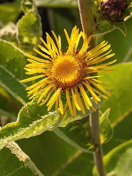 404026 - Inula racemosa