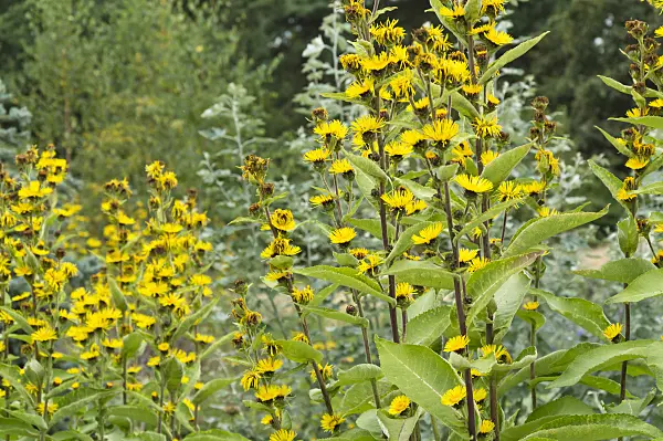 511238 - Inula racemosa 'Sonnenspeer'