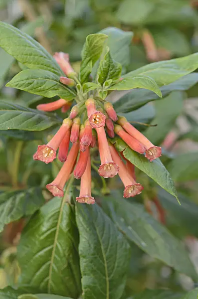 499166 - Iochroma coccinea