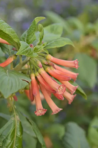 499167 - Iochroma coccinea