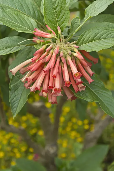 511265 - Iochroma coccinea