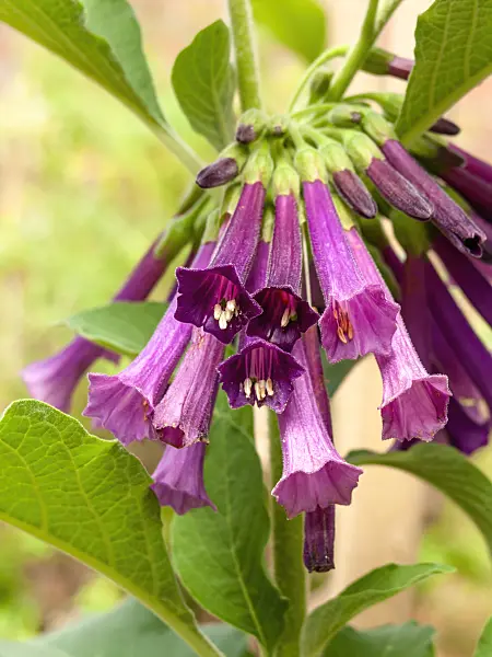 427110 - Iochroma cyaneum syn. Iochroma cyanea
