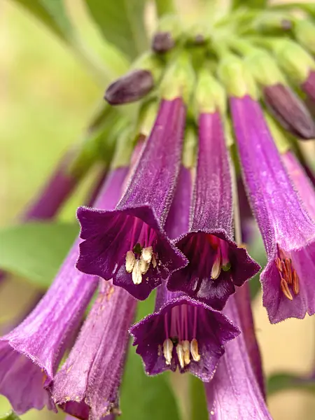 427111 - Iochroma cyaneum syn. Iochroma cyanea