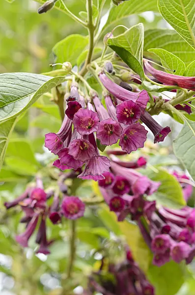 508493 - Iochroma cyaneum syn. Iochroma cyanea