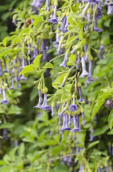 508495 - Iochroma cyaneum syn. Iochroma cyanea