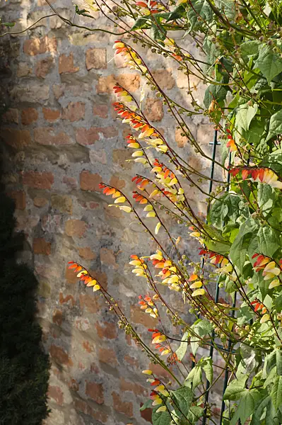 476157 - Ipomée (Ipomoea lobata 'Feuerzunge' syn. Quamoclit lobata 'Feuerzunge')