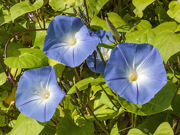 405047 - Ipomée (Ipomoea tricolor)