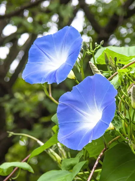 441020 - Ipomée (Ipomoea tricolor)