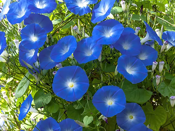 442001 - Ipomée (Ipomoea tricolor)