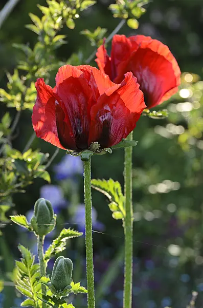 496279 - Iranian poppy (Papaver bracteatum)