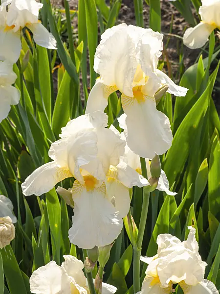 425095 - Iris