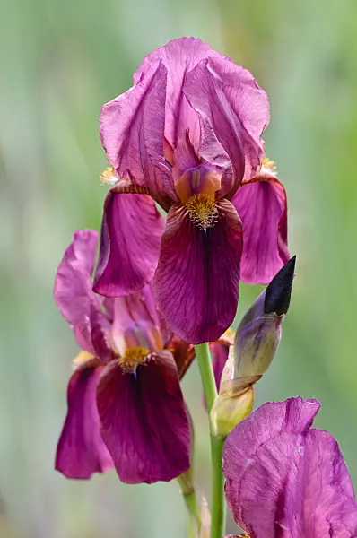 472048 - Iris barbu (Iris barbata elatior 'Deutscher Rotwein')
