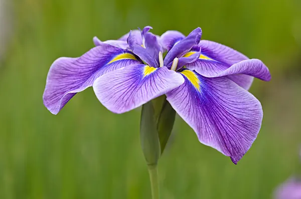 521355 - Iris d'eau du Japon (Iris ensata)