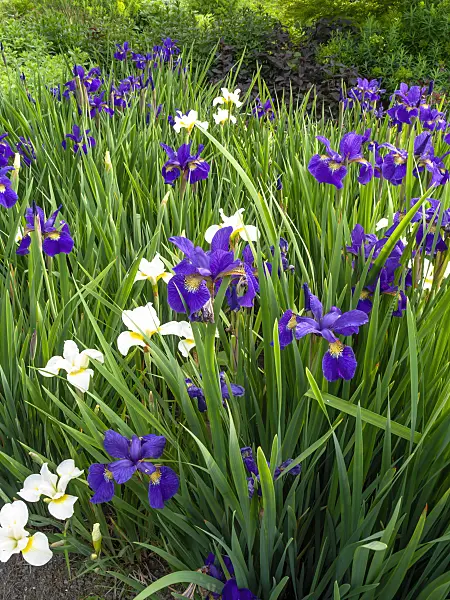 448107 - Iris de Sibérie (Iris sibirica)