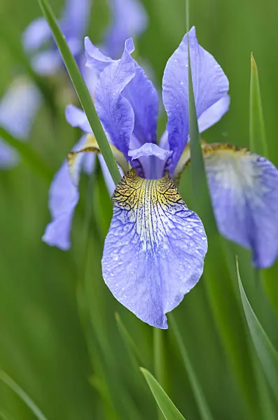 533537 - Iris de Sibérie (Iris sibirica 'Perry's Blue')