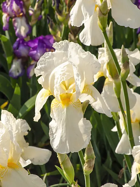 425093 - Iris (Iris)