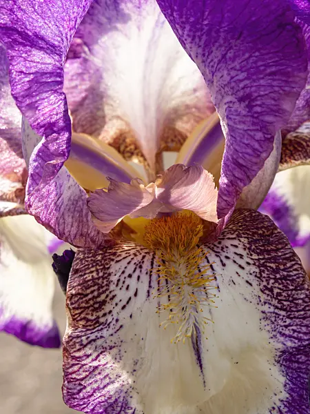 425094 - Iris (Iris)