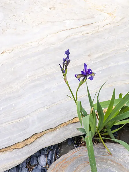 426041 - Iris (Iris)