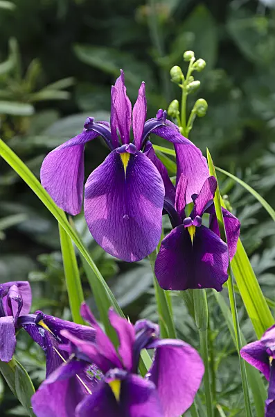 497165 - Iris (Iris)