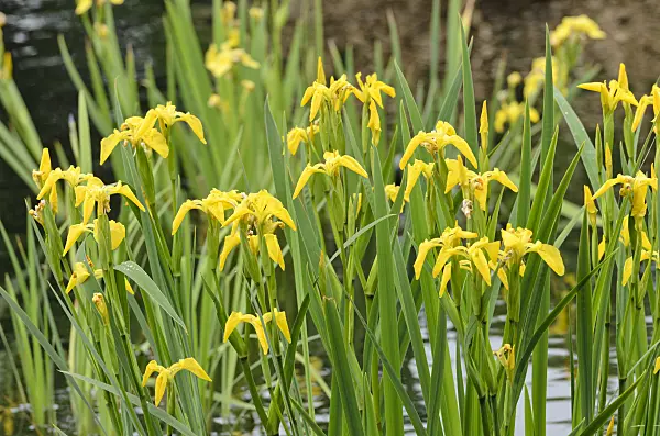 508233 - Iris (Iris)