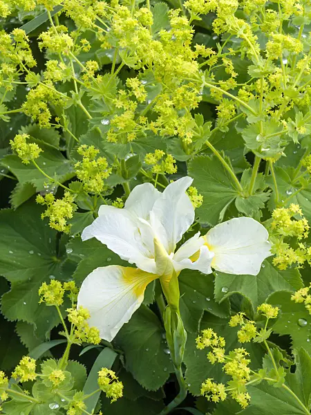 426104 - Iris (Iris) and lady's mantle (Alchemilla mollis)