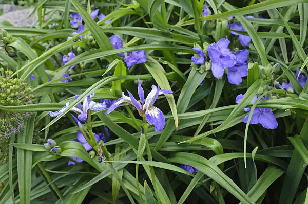 472382 - Iris (Iris) and spiderwort (Tradescantia)