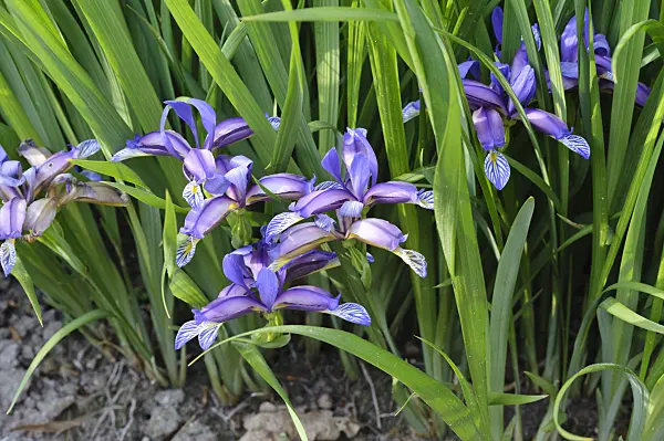 472070 - Iris (Iris graminae var. pseudocyperus)