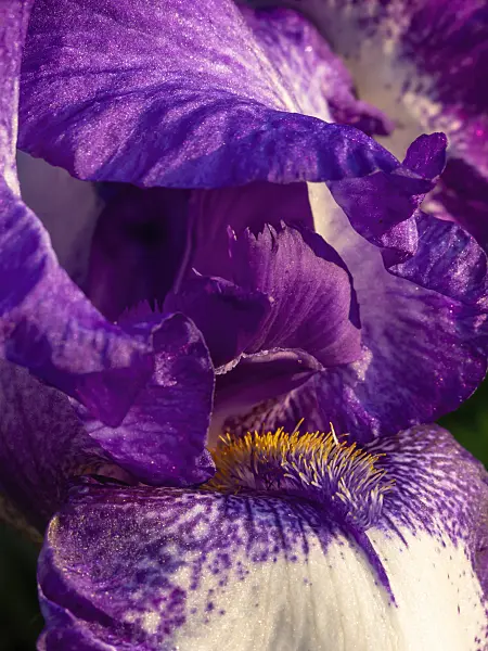 426003 - Iris (Iris hybr.)