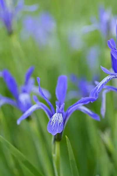 472012 - Iris (Iris lactea)
