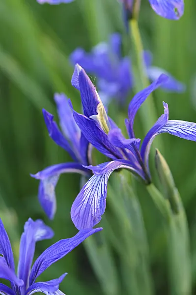 472013 - Iris (Iris lactea)