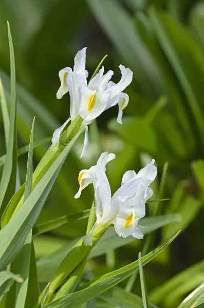 495154 - Iris (Iris magnifica)