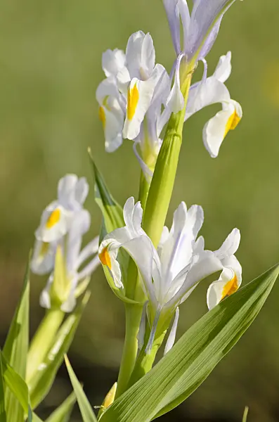 519139 - Iris (Iris magnifica)