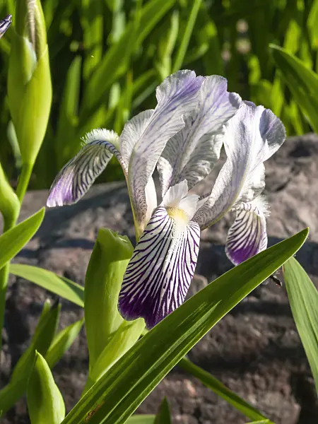 413050 - Iris (Iris reginae)