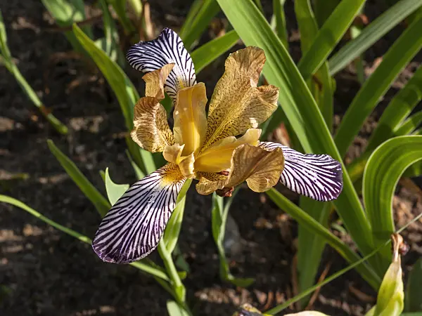 414053 - Iris (Iris variegata)