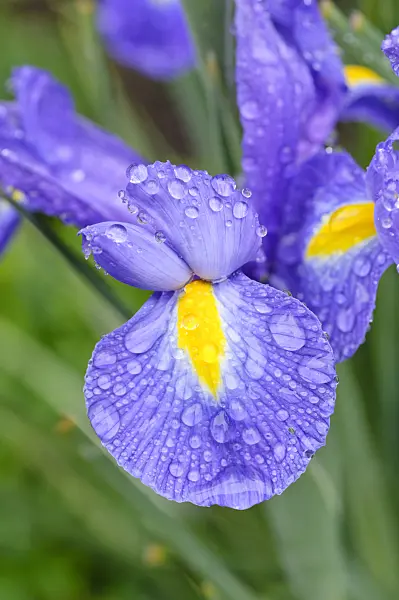 473133 - Iris (Iris) with rain drops