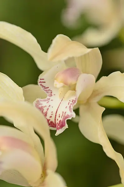 519114 - Iris-like cymbidium (Cymbidium iridioides)