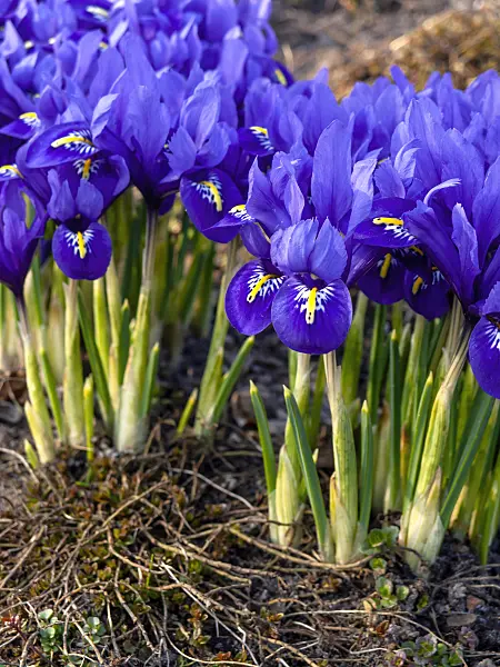 436088 - Iris nain (Iris reticulata)